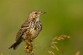 Meadow Pipit