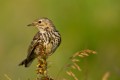 Meadow Pipit