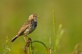 Meadow Pipit