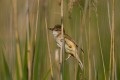 Great Reed Warbler