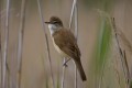 Great Reed Warbler