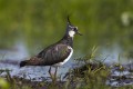 Lapwing