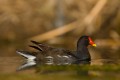 Moorhen