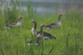 Greylag Goose with it's babies