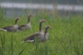 Greylag Gooses