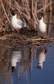 Black-headed Gulls in water mirror