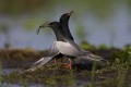 White-winged Terns