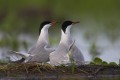 Common Terns