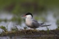 Common Tern