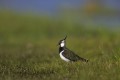 Lapwing