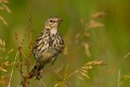 Meadow Pipit