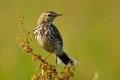 Meadow Pipit