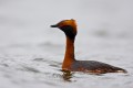 Horned Grebe