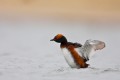 Horned Grebe