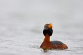 Horned Grebe