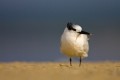 Sandwich Tern