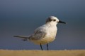 Sandwich Tern