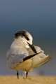 Sandwich Tern