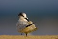 Sandwich Tern