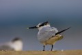 Sandwich Tern