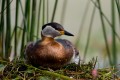 Red-Necked Grebe