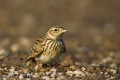 Skylark