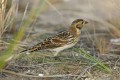 Lapland Bunting