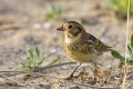 Lapland Bunting