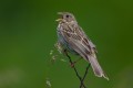 Corn Bunting