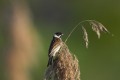 Reed Bunting