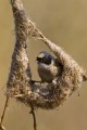 Penduline Tit