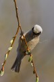 Penduline Tit with his building material