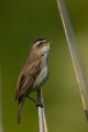 Sedge Warbler