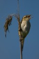 Sedge Warbler