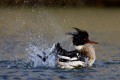 Red-breasted Merganser's bath