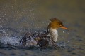 Red-breasted Merganser's female