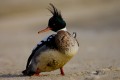 Punk on the beach