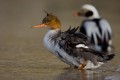 Red-breasted Merganser's female with Long-tailed Duck