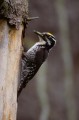 Three-toed Woodpecker's male