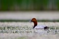 Pochard