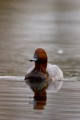 Pochard