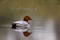 Pochard