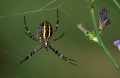 Wasp spider