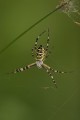 Wasp spider