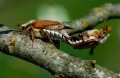 Love of Cockchafers