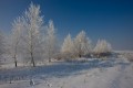 Laszczki in winter