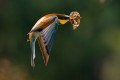 Bee-eater with a butterfly