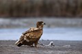 White-tailed Eagle