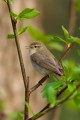 Chiffchaff