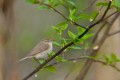 Chiffchaff